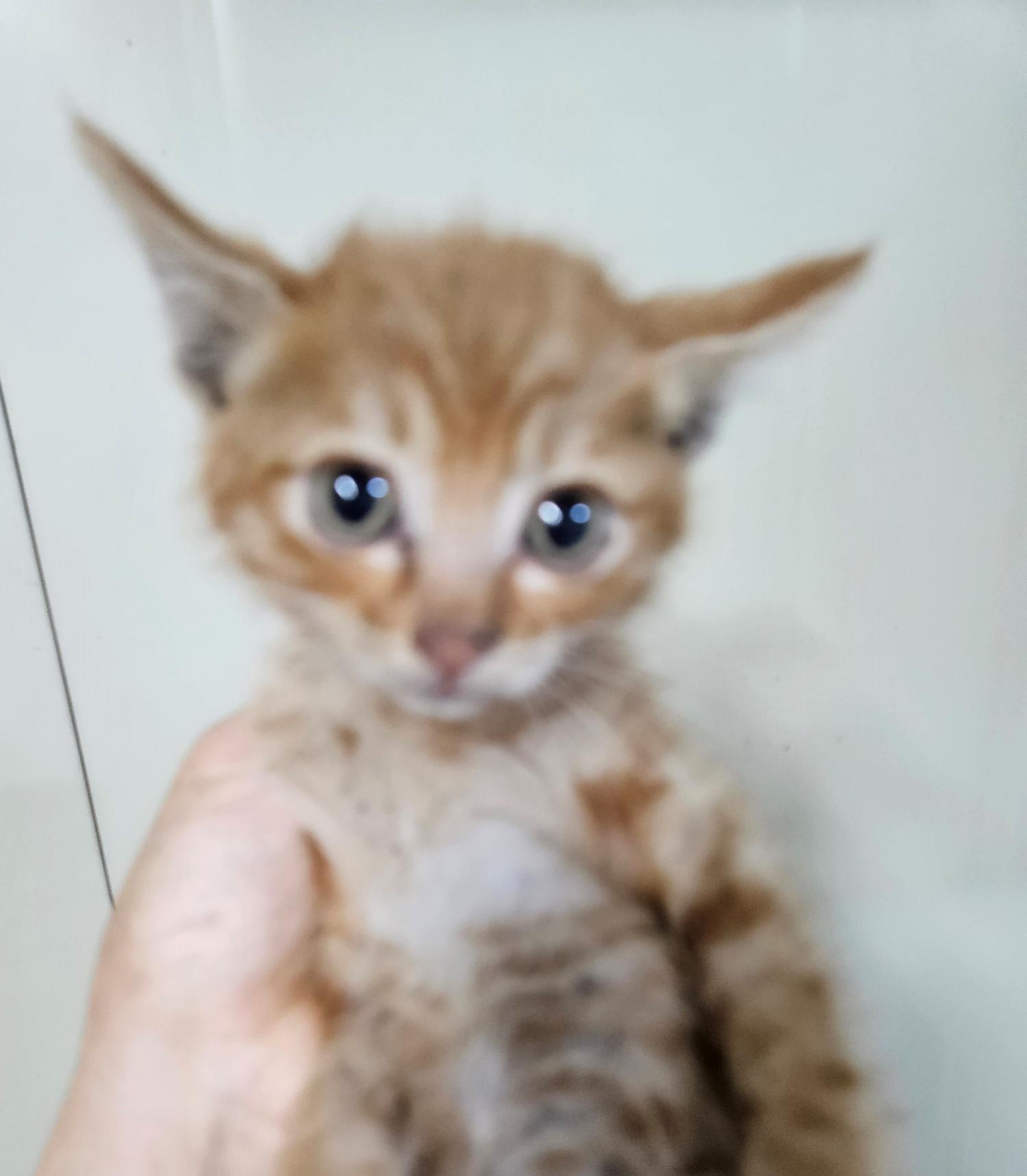대구유기동물보호협회_427347202300452